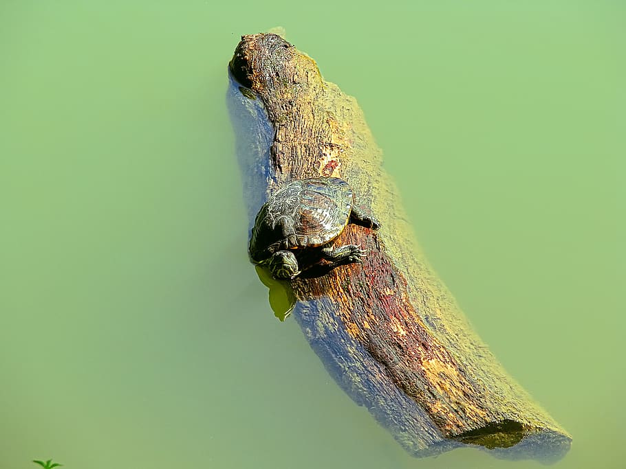 sø, turttle, dyr, dyre temaer, dyreliv, dyr i naturen, et dyr, ingen mennesker, natur, dag, tæt på, krybdyr, hvirveldyr, udendørs, fokus på forgrunden, kopiere plads, træ - materiale, træ, plante, metal, vand, 2K