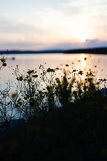 siluetti, ruoho, vieressä, ruumis, vesi, järvi, kukka, pilvi, rannikko, luonto, pehmennys, syväterävyys, auringonnousu, auringonlasku, horisontti, valtameri, ranta, ulkona, meri, maisema, hämärä, taivas, kesä, scenics, kauneus luonnossa, rauhallinen kohtaus, heijastus, pilvi - taivas, auringonvalo, ei ihmisiä, sininen, aurinko, iltahämärä, horisontti veden yli, cloudscape, värikuva, auringonnousu - aamunkoitto, vesiraja, valjeta, taustat, kausi, ei-kaupunkikuvia, idyllinen, puu, 5K, CC0, public domain, rojaltivapaa