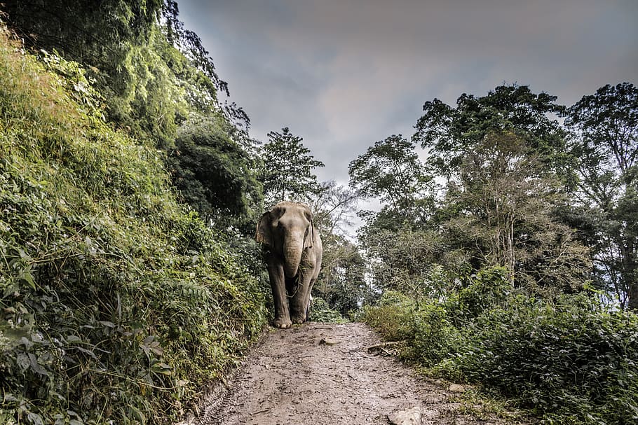 Marrone, elefante, a piedi, mezzo, passerella, accanto, albero, sentiero, foresta, giungla, bosco, natura, all'aperto, pista, camminare, tronco, cespuglio, foglia, le foglie, animale, paesaggio, voglia di girovagare, viaggio, parco naturale degli elefanti, mammifero, foresta pluviale tropicale, Asia, animali allo stato selvatico, Sri Lanka, Tailandia, grande, giovane animale, turismo, tronco animale, animali safari, avventura, Paesaggi, 5K