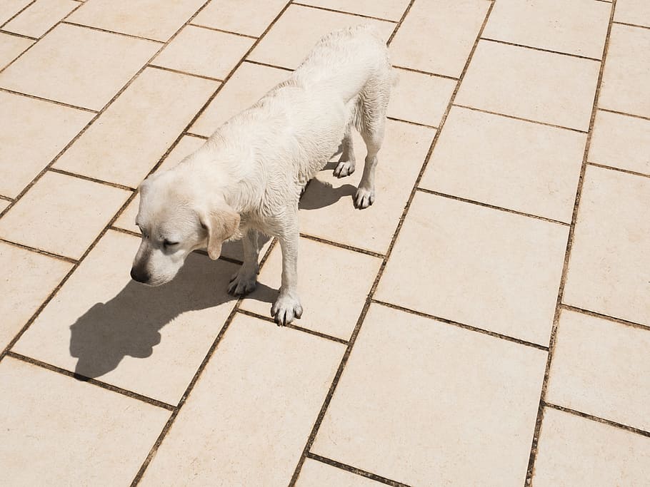 groc, gos, de peu, ceràmica, rajola, llum solar, ombra, mascota, animal, Labrador, Vés, sol, mascotes, carrer, a l'aire lliure, caní, cadell, vorera, caminar, 4K
