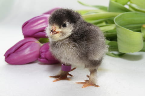 pollets, primavera, Pasqua, factura, aus de corral, temes d'animals, animal, vertebrats, ocell, animals domèstics, mascotes, nacional, animal jove, ocell jove, un animal, mamífer, primer pla, pollastre infantil, pollastre - ocell, cap gent, centrar-se en primer pla, bestiar, dia, fauna animal, a l'interior, 5K, CC0, domini públic, lliure de regalies