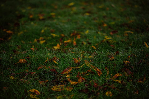 gespa verda, flora, planta, herba, Estats Units, turons de Farmington, verd, a l'aire lliure, molsa, sòl, pastures, camp, vegetació, arbust, terra, naturalesa, arbre, bosc, cosmos, flor, creixement, enfocament selectiu, color verd, tranquil·litat, cap gent, bellesa a la natura, dia, marc complet, primer pla, fons, medi ambient, frescor, plana, escena tranquil·la, 5K, CC0, domini públic, lliure de regalies