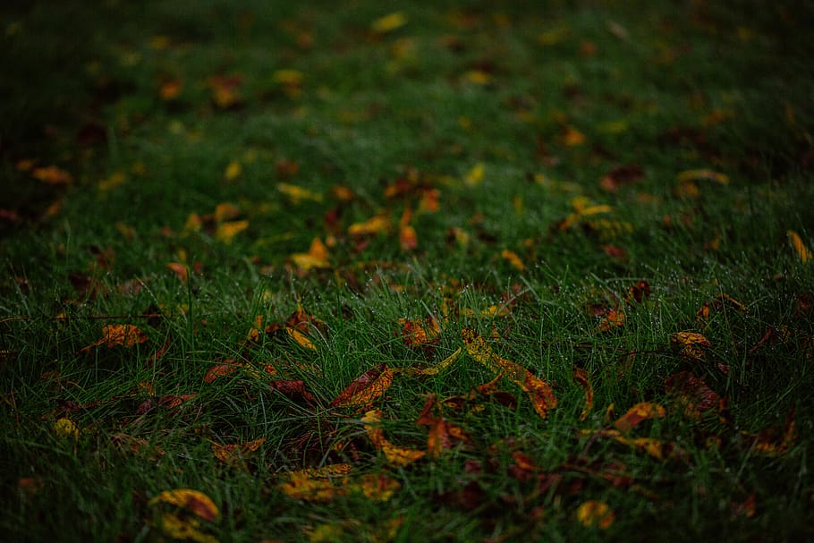 gespa verda, flora, planta, herba, Estats Units, turons de Farmington, verd, a l'aire lliure, molsa, sòl, pastures, camp, vegetació, arbust, terra, naturalesa, arbre, bosc, cosmos, flor, creixement, enfocament selectiu, color verd, tranquil·litat, cap gent, bellesa a la natura, dia, marc complet, primer pla, fons, medi ambient, frescor, plana, escena tranquil·la, 5K