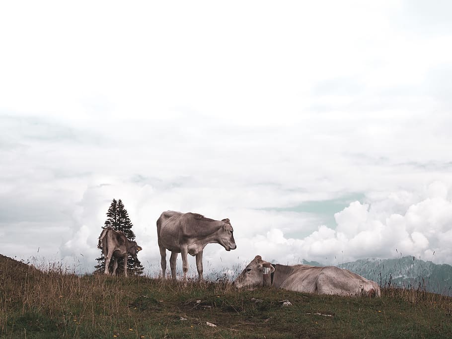 tiga, sapi, Padang rumput, hewan, mamalia, ternak, margasatwa, jerman, bidang, banteng, alam, brünnstein, oberaudorf, rusa besar, tanah pertanian, di luar rumah, pedesaan, pemandangan, tema binatang, binatang lokal, awan - langit, lokal, sekelompok binatang, langit, hewan peliharaan, bertulang belakang, tanah, rumput, menanam, tidak ada orang, dua binatang, herbivora, 4K