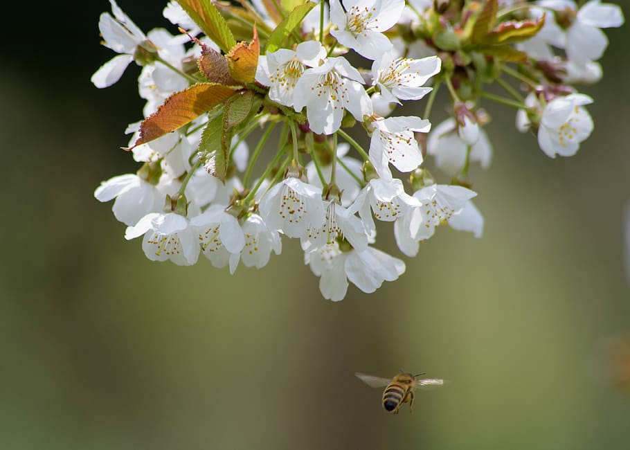 arbre, abella, primavera, florir, flors, branca, naturalesa, flor, blanc, brot, planta, jardí, estiu, florint, Abellot, flora, pètals, prat, planta amb flors, bellesa a la natura, fragilitat, frescor, vulnerabilitat, creixement, primer pla, Color blanc, cap gent, dia, cap de flor, flor de cirerer, pètal, a l'aire lliure, cirerer, pol·len, 4K