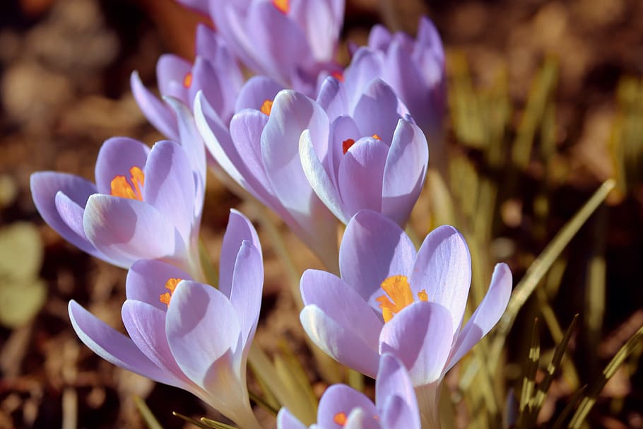 crocus, printemps, Lenz, début de floraison, violet, jardin, champ, fleurs, de plein air, fermer, crocus de printemps, annonciateur du printemps, la nature, Frühlingsanfang, fleur mauve, schwertlilie gewaechs, fleur, plante à fleurs, plante, vulnérabilité, beauté dans la nature, fragilité, pétale, fraîcheur, croissance, iris, se concentrer sur le premier plan, personne, tête de fleur, journée, inflorescence, en plein air, pollen, parterre de fleurs, 4K