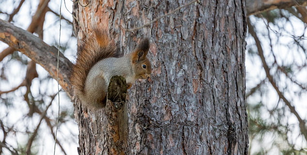 esquirol, vermell, arbre, divertit, curiós, bonic, naturalesa, vida salvatge, tardor, animal, sciurus, bellesa, verd, marró, hivern, cara, natural, bosc, un, salvatge, fusta, cabell, a l'aire lliure, rosegador, un animal, temes d'animals, mamífer, tronc de l'arbre, tronc, fauna animal, planta, animals a la natura, branca, centrar-se en primer pla, cap gent, dia, vertebrats, primer pla, bigotis, 4K, CC0, domini públic, lliure de regalies