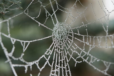 spinneweb, rijp, druppelen, spinnenweb, focus op de voorgrond, breekbaarheid, detailopname, kwetsbaarheid, natuur, geen mensen, laten vallen, patroon, schoonheid in de natuur, water, natuurlijk patroon, selectieve aandacht, nat, dag, buitenshuis, fabriek, spin, ingewikkeldheid, web, dauw, 5K, CC0, publiek domein, royaltyvrij