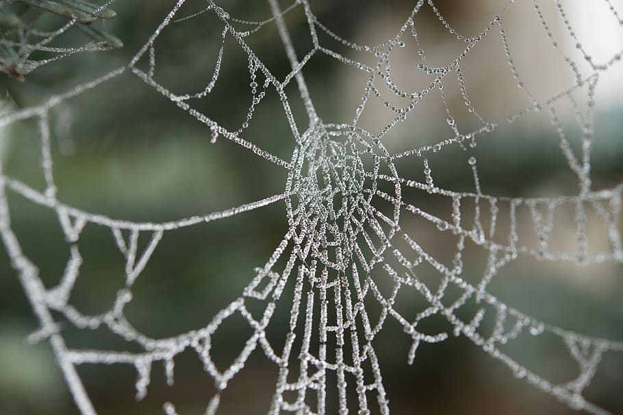 teranyina, brisa, degoteig, centrar-se en primer pla, fragilitat, primer pla, vulnerabilitat, naturalesa, cap gent, tirar, patró, bellesa a la natura, aigua, patró natural, enfocament selectiu, humit, dia, a l'aire lliure, planta, aranya, complexitat, web, rosada, 5K