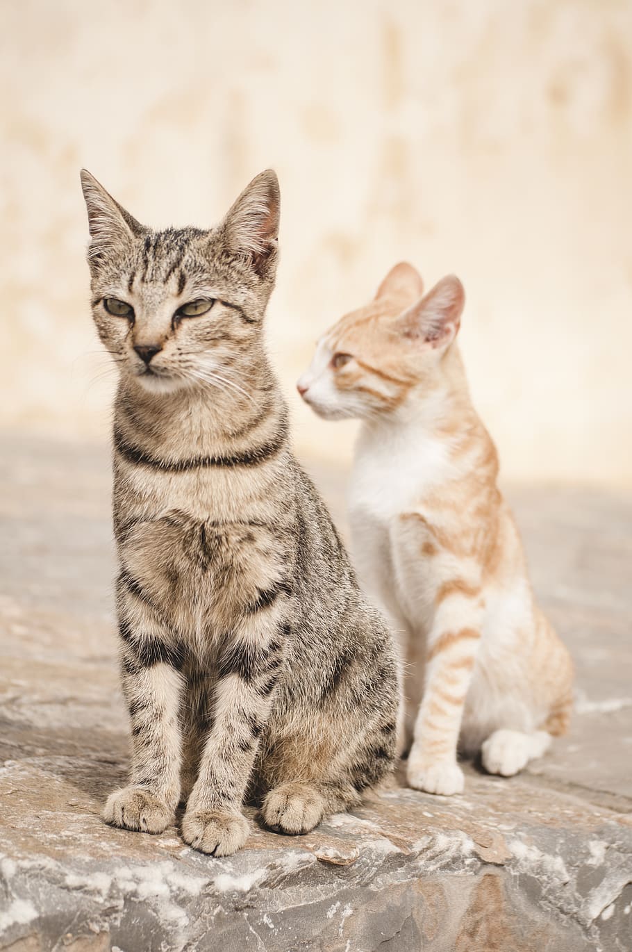 twee, katten, rots, kat, huiselijk, huisdieren, katachtig, zoogdier, huiskat, dierlijke thema's, dier, groep dieren, twee dieren, zittend, gewerveld, geen mensen, saamhorigheid, focus op de voorgrond, jong dier, katje, detailopname, snorhaar, dierlijke familie, zorg, 4K