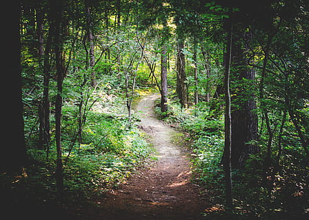 thin, pathway, green, trees, forest, tree, plant, land, tranquility, green color, direction, beauty in nature, nature, growth, the way forward, footpath, tranquil scene, no people, scenics - nature, non-urban scene, lush foliage, foliage, day, woodland, outdoors, trail, bamboo - plant, 4K, CC0, public domain, royalty free