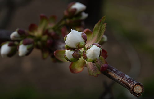 Baum, Knospen, Frühling, Ast, ply, Entwicklung, blühen, Pflanze, Wachstum, Schönheit in der Natur, Nahansicht, Frische, Verletzlichkeit, Blume, Fokus auf den Vordergrund, Zerbrechlichkeit, keine Leute, Natur, Knospe, blühende Pflanze, selektiver Fokus, Tag, draußen, Zweig, Blütenkopf, 4K, CC0, gemeinfrei, lizenzfrei