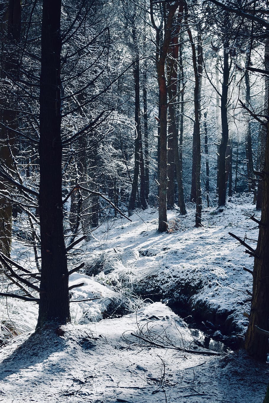 pokryte śniegiem lasy, drzewo, roślina, las, wegetacja, Sheffield, Natura, lesisty teren, na dworze, wylądować, pnia drzewa, śnieg, plantacja pensji pani, Zjednoczone Królestwo, gaj, abies, jodła, lód, drzewo iglaste, derbyshire, światło na drzewach, zimowy, zimna temperatura, bagażnik samochodowy, spokój, żadnych ludzi, piękno natury, dzień, spokojna scena, scenics - natura, scena pozamiejska, nagie drzewo, 5K