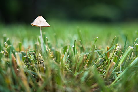 toadstool, bolets, verd, creixement, planta, fong, terra, herba, enfocament selectiu, camp, color verd, vegetals, bellesa a la natura, naturalesa, primer pla, cap gent, menjar, nivell superficial, dia, frescor, tranquil·litat, a l'aire lliure, fulla d'herba, 5K, CC0, domini públic, lliure de regalies