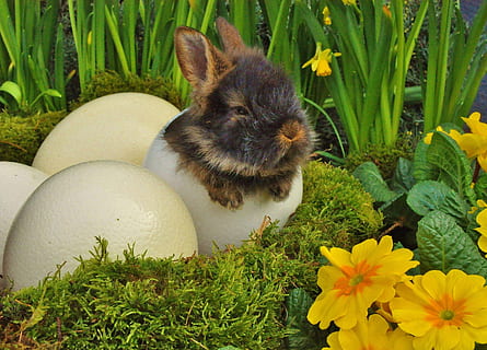 påske, Påske hare, kanin, strudsæg, påske bunny reden, skæg kanin, dyre temaer, plante, dyr, pattedyr, et dyr, blomst, blomstrende plante, kæledyr, indenlandske, natur, husdyr, hvirveldyr, ingen mennesker, vækst, grøn farve, dag, tæt på, græs, dyreliv, sidder, blomsterhoved, bakkenbart, 2K, CC0, offentligt domæne, royaltyfrie