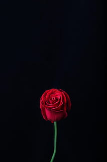 rød rose, rosenblomst, Rose, blomst, skønhed i naturen, blomstrende plante, plante, kronblad, sårbarhed, friskhed, skrøbelighed, blomsterhoved, blomsterstand, rød, tæt på, studio skud, indendørs, natur, sort baggrund, ingen mennesker, 8K, CC0, offentligt domæne, royaltyfrie