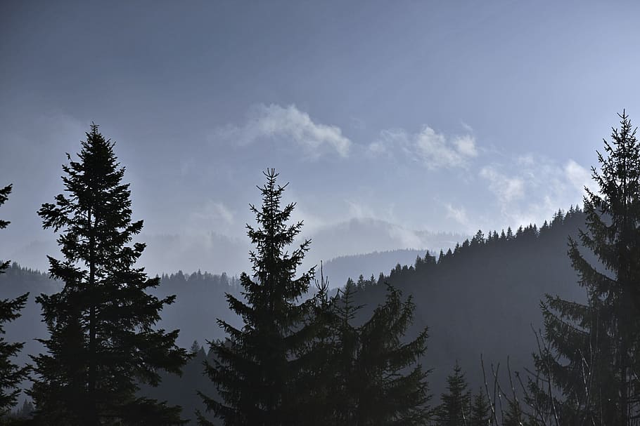 verd, arbres, Serra, hivern, fred, conífera, alba, medi ambient, de fulla perenne, boira, bosc, fons de pantalla hd, caminada, paisatge, muntanya, naturalesa, escènic, cel, sol, temps, arbre, planta, bellesa a la natura, tranquil·litat, escenics - natura, escena tranquil·la, creixement, escena no urbana, núvol - cel, cap gent, dia, arbre de coníferes, pi, terra, silueta, a l'aire lliure, bosc de pi, 5K