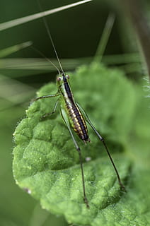Heuschrecke, Grün, Insekt, Fehler, Hüpfen, Natur, ein Tier, wirbellos, Tierthemen, Tier, Tiere in freier Wildbahn, Tierwelt, grüne Farbe, Blatt, Pflanzenteil, Nahansicht, selektiver Fokus, Tag, Tierantenne, keine Leute, Pflanze, Tierkörperteil, Wachstum, draußen, 4K, CC0, gemeinfrei, lizenzfrei