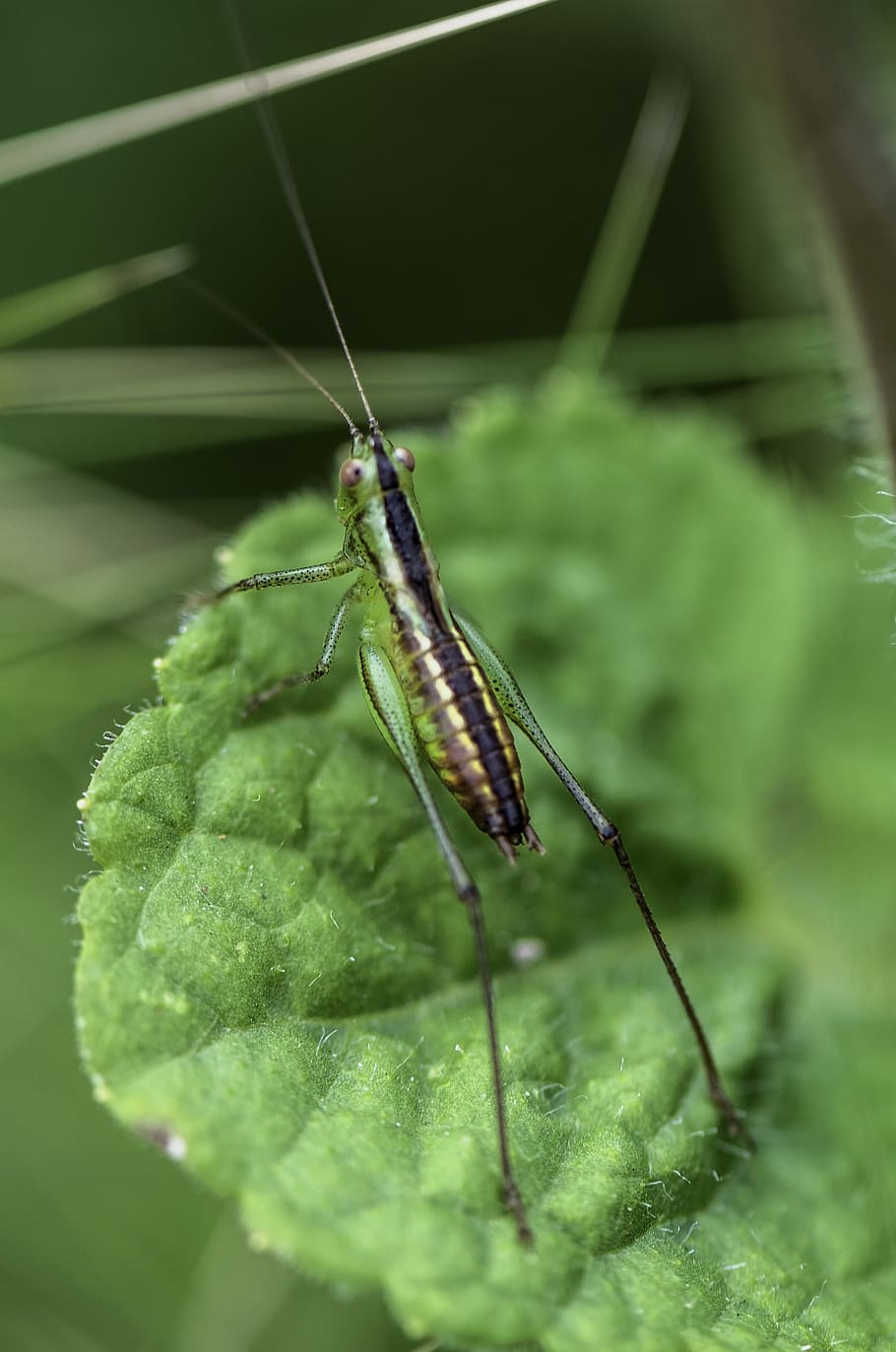 cavalletta, verde, insetto, saltellando, natura, un animale, invertebrato, temi animali, animale, animali allo stato selvatico, fauna selvatica, colore verde, foglia, parte vegetale, avvicinamento, messa a fuoco selettiva, giorno, antenna animale, nessuno, pianta, parte del corpo animale, crescita, all'aperto, 4K