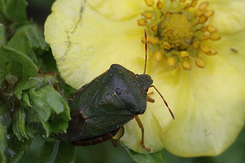 insetto, peste, verde, conchiglia, macro, colore verde, invertebrato, fauna selvatica, animali allo stato selvatico, avvicinamento, animale, temi animali, un animale, pianta, foglia, parte vegetale, natura, freschezza, nessuno, giorno, mangiare sano, cavalletta, cibo e bevande, parte del corpo animale, 2K, CC0, dominio pubblico, privo di copyright