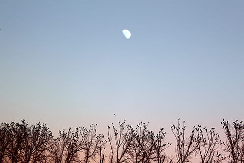 lua sobre árvores, natureza, ao ar livre, animal, pássaro, céu, lua, árvore, plantar, grama, nascer do sol, por do sol, luz solar, azul, panorama, Teerã, Irã, Corvo, astronomia, azul e rosa, luz do sol rosa, beleza na natureza, tranquilidade, visão de baixo ângulo, scenics - natureza, cena tranquila, ninguém, céu limpo, árvore nua, silhueta, espaço, crepúsculo, ramo, meia-lua, copie o espaço, lua cheia, lua planetária, 5K, CC0, domínio público, royalty free
