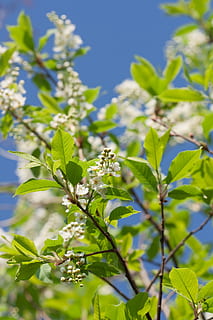 tree, , spring, blossom, blooming, natural, day, flower, flowers, seasonal, bright, bloom, springtime, gardening, season, flora, solar, garden, april, blue, growth, plant, beauty, outdoors, sky, background, fresh, branch, nature, abloom, freshness, leaf, beauty in nature, flowering plant, plant part, fragility, vulnerability, no people, close-up, green color, sunlight, focus on foreground, green, leaves, 4K, CC0, public domain, royalty free