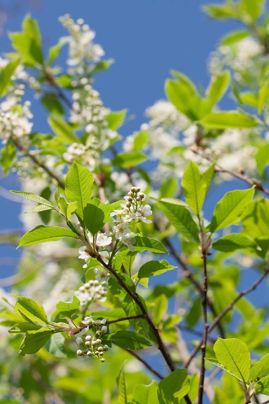Baum, , Frühling, Blühen, natürlich, Tag, Blume, Blumen, saisonal, hell, Gartenarbeit, Jahreszeit, Flora, Solar-, Garten, April, Blau, Wachstum, Pflanze, Schönheit, draußen, Himmel, Hintergrund, frisch, Ast, Natur, erblühen, Frische, Blatt, Schönheit in der Natur, blühende Pflanze, Pflanzenteil, Zerbrechlichkeit, Verletzlichkeit, keine Leute, Nahansicht, grüne Farbe, Sonnenlicht, Fokus auf den Vordergrund, Grün, Blätter, 4K