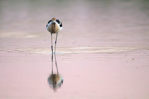 uccello grigio, uccello, conserva riparia al ranch d'acqua, stati Uniti, gilbert, animale, lago, natura, acqua, bagnato, riflessione, rosa, sunet, tramonto, avocetta, selvaggio, americano, Ardeidae, airone, uccelli acquatici, temi animali, animali allo stato selvatico, vertebrato, fauna selvatica, un animale, nessuno, lungomare, messa a fuoco selettiva, giorno, all'aperto, appollaiati, spiaggia, avvicinamento, 5K, CC0, dominio pubblico, privo di copyright