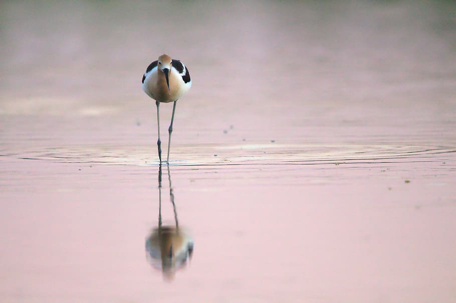 ocell gris, ocell, reserva de ribera al ranxo d’aigua, Estats Units, Gilbert, animal, llac, vida salvatge, aigua, humit, reflexió, rosa, sunet, posta de sol, avocet, naturalesa, salvatge, americà, ardeidae, garza, aus aquàtiques, temes d'animals, animals a la natura, vertebrats, fauna animal, un animal, cap gent, davant del mar, enfocament selectiu, dia, a l'aire lliure, posat, platja, primer pla, 5K