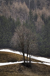 leafless tree, cold, daylight, environment, forest, zing, frost, frosty, frozen, grass, ice, icy, landscape, mountains, nature, scenery, scenic, snow, snowy, trees, weather, winter, winter landscape, woods, tree, plant, land, tranquility, cold temperature, beauty in nature, no people, day, tranquil scene, field, scenics - nature, bare tree, non-urban scene, outdoors, isolated, 5K, CC0, public domain, royalty free