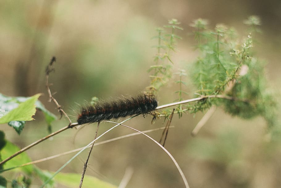 Raupe, Makro, Wald, Insekt, Grüns, Grashalm, kriecht, groß, behaart, Larve, Tier, Tierthemen, Natur, Tierwelt, wirbellos, ein Tier, Nahansicht, Pflanze, Tiere in freier Wildbahn, keine Leute, Tag, draußen, Fokus auf den Vordergrund, grüne Farbe, Baum, selektiver Fokus, Schönheit in der Natur, Wurm, 4K
