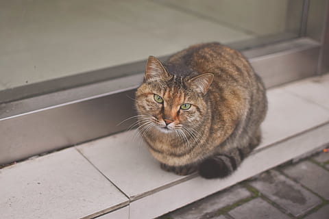 brun kat, kat, pattedyr, kæledyr, Abyssinian, dyr, Manx, etage, træ, gulve, hjem indretning, skifer, siameser, killing, flise, krydsfiner, mursten, kalksten, vindue, hårdttræ, forlygte, indenlandske, husdyr, indenlandske kat, feline, et dyr, hvirveldyr, kigger på kameraet, portræt, ingen mennesker, høj vinkel visning, bakkenbart, sidder, fokus på forgrunden, flisebelagt gulv, dyr øje, tabby, 4K, CC0, offentligt domæne, royaltyfrie