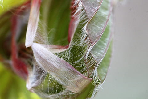 foglia, spiegare, albero, foresta, primavera, fresco, verde, capelli, parte vegetale, avvicinamento, pianta, freschezza, cibo, cibo e bevande, natura, colore verde, verdura, nessuno, crescita, mangiare sano, bellezza nella natura, fiore, fragilità, agricoltura, messa a fuoco selettiva, vulnerabilità, all'aperto, focalizzazione morbida, giardinaggio, 5K, CC0, dominio pubblico, privo di copyright