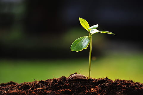 mexicà, tepic, planta, creixement, part de la planta, full, color verd, naturalesa, bellesa a la natura, cap gent, terra, primer pla, centrar-se en primer pla, a l'aire lliure, inicis, dia, fragilitat, nova vida, vulnerabilitat, camp, plantules, frescor, 8K, CC0, domini públic, lliure de regalies