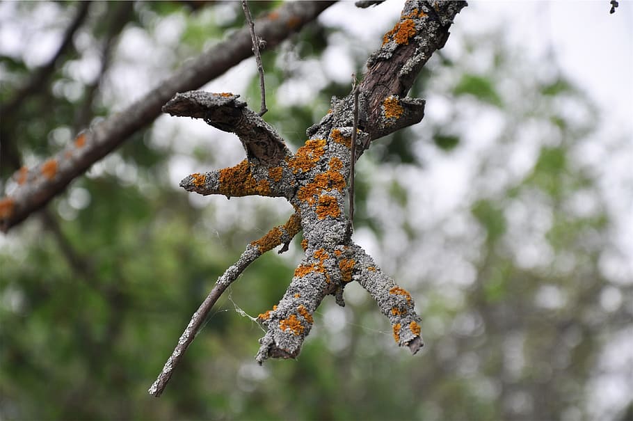 træ, afdeling, fokus på forgrunden, tæt på, ingen mennesker, plante, natur, dag, rusten, udendørs, metal, Kvist, lichen, skønhed i naturen, vækst, beskadiget, selektiv fokusering, ro, kold temperatur, jord, 1080P