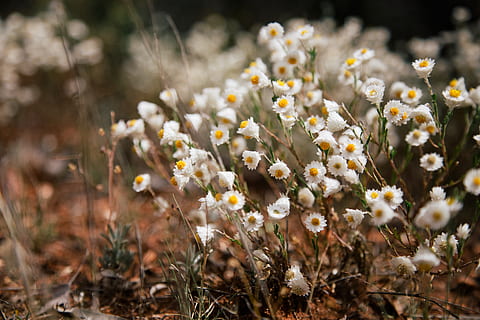 Australien, Bourke, Blumen, Hinterland, Papiergänseblümchen, Wildnis, Outback Australien, Blume, blühende Pflanze, Pflanze, Frische, Zerbrechlichkeit, Verletzlichkeit, Land, Feld, Wachstum, Schönheit in der Natur, Natur, weiße Farbe, Nahansicht, keine Leute, selektiver Fokus, draußen, Schönheit, Umgebung, Gelb, Blütenkopf, hell, 5K, CC0, gemeinfrei, lizenzfrei