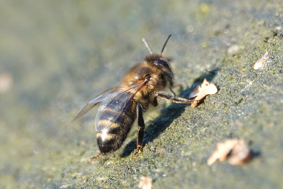 abella, abelles, error, rusc, mel, pol·len, apicultor, estiu, naturalesa, animal, temes d'animals, fauna animal, animals a la natura, un animal, invertebrat, enfocament selectiu, insecte, primer pla, dia, cap gent, a l'aire lliure, part del cos dels animals, aigua, longitud completa, sòlid, ala dels animals, artròpode, 5K