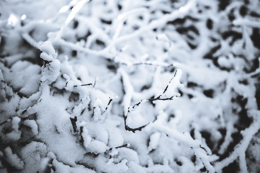 Nahaufnahmen, schneebedeckt, Bäume, Nahansicht, Blätter, Baum, Kiefer, Zweig, Ast, Frost, Winter, kalt, Schnee, kalte Temperatur, weiße Farbe, gefroren, Natur, Tag, Schönheit in der Natur, Abdeckung, Pflanze, keine Leute, Fokus auf den Vordergrund, Land, selektiver Fokus, Ruhe, extremes Wetter, draußen, Eis, schneit, Schneesturm, 5K