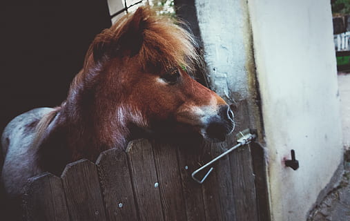Alemanya, lich, eberstadt, blanc, poc, cavall, smal, mirant, bonic, poni, marró, animal, temes d'animals, un animal, mamífer, nacional, animals domèstics, vertebrats, mascotes, bestiar, primer pla, part del cos dels animals, cap gent, fauna animal, cap d’animals, material de fusta, centrar-se en primer pla, a l'interior, dia, herbívors, vista del perfil, 4K, CC0, domini públic, lliure de regalies
