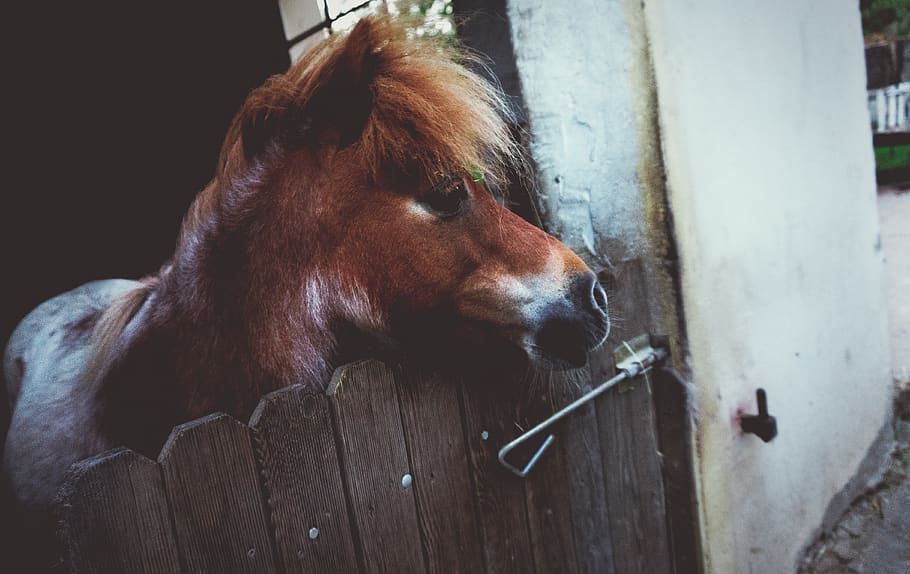 Alemanya, lich, eberstadt, blanc, poc, cavall, smal, mirant, bonic, poni, marró, animal, temes d'animals, un animal, mamífer, nacional, animals domèstics, vertebrats, mascotes, bestiar, primer pla, part del cos dels animals, cap gent, fauna animal, cap d’animals, material de fusta, centrar-se en primer pla, a l'interior, dia, herbívors, vista del perfil, 4K