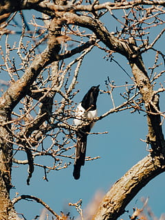 Vogel, Ast, Tier, Krähe, Elster, Amsel, agelaius, Schnabel, Silhouette, fliegend, Symbol, Zeichen, corvidae, wunderschönen, Farbe, Element, Gefieder, Zeichnung, tätowieren, Flug, abstrakt, Baum, Pflanze, Himmel, Flachwinkelansicht, Tag, Wachstum, Natur, keine Leute, Schönheit in der Natur, klarer Himmel, Sonnenlicht, draußen, Tiere in freier Wildbahn, Blume, Wirbeltier, Tierwelt, hocken, blühen, Frühling, Kirschblüte, Kirschbaum, 2K, CC0, gemeinfrei, lizenzfrei