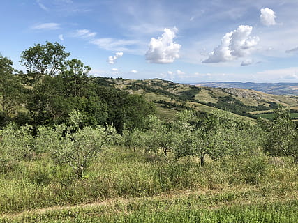 zelené stromy, Příroda, venku, venkov, rostlina, vegetace, pole, pastviny, keř, výhled na hory na agriturismo la selvella (radicofani, radicofani, val d'orcia, toscana, Itálie, tráva, kopec, přistát, nebe, strom, abies, jedle, zelená, venkovský, krása v přírodě, klid, klidné scény, scenics - příroda, životní prostředí, krajina, mrak - nebe, růst, zelená barva, mimoměstské scény, den, nikdo, 4K, CC0, veřejná doména, bez autorských práv