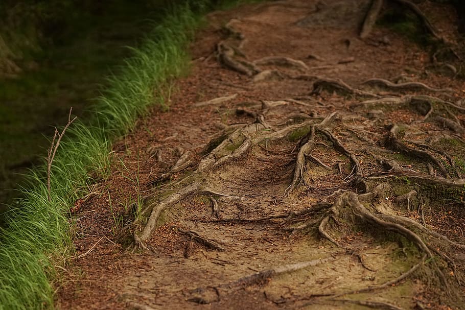 terreno marrone, radice, erba, terra, suolo, all'aperto, natura, verde, campo, giardino, albero, foresta, bosco, traccia, modo, perso, sentiero, rettile, fauna selvatica, temi animali, animali allo stato selvatico, animale, un animale, nessuno, vertebrato, pianta, giorno, avvicinamento, colore verde, coccodrillo, crescita, sporco, 2K