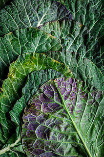 groene groente, groene kleur, deel van de plant, blad, fabriek, versheid, groei, volledig kader, groente, geen mensen, bladader, gezond eten, eten en drinken, voedsel, natuur, kool, achtergronden, detailopname, schoonheid in de natuur, welzijn, bladgroente, Purper, buitenshuis, bladeren, dauw, vegetarisch eten, 4K, CC0, publiek domein, royaltyvrij