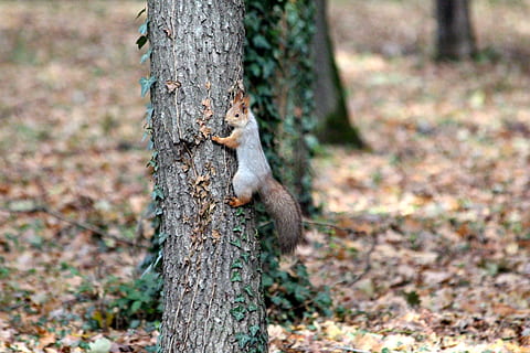 veverka, kufr, Příroda, strom, park, venku, podzim, zvíře, hlodavec, pohyb, stoupání, stvoření, zvířata ruska, ne člověk, zrzka, spadané listí, žluté listy, savec, zvířat, jednoho zvířete, kmen stromu, zvířata ve volné přírodě, rostlina, nikdo, les, den, plaz, ještěrka, plná délka, přistát, obratlovců, zaměřit se na popředí, deštný prales, 2K, CC0, veřejná doména, bez autorských práv