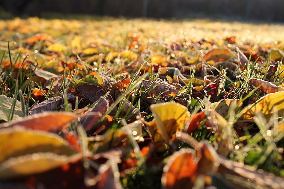 wallpapers, plants, eco, fall, orange, wood, environment, yellow, seasonal, structure, autumn, red, season, botany, brown, spring, color, foliage, green, nature, selective focus, growth, plant, land, no people, field, day, beauty in nature, close-up, freshness, plant part, leaf, food, outdoors, falling, grass, sunlight, flower, change, leaves, surface level, 4K