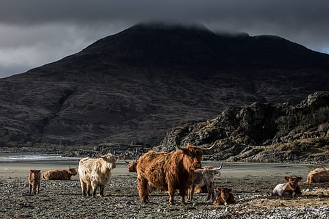 RAM, animaux, les montagnes, gris, ciel, plage, bétail, nuageux, les vaches, lumière du jour, fourrure, troupeau, cornes, paysage, mammifère, Montagne, roches, eau, groupe d'animaux, animal, thèmes animaux, national, animaux domestiques, vertébré, beauté dans la nature, environnement, nuage - ciel, la nature, terre, paysages - nature, chaîne de montagnes, scène non urbaine, personne, en plein air, herbivore, 2K, CC0, domaine public, libre de droits