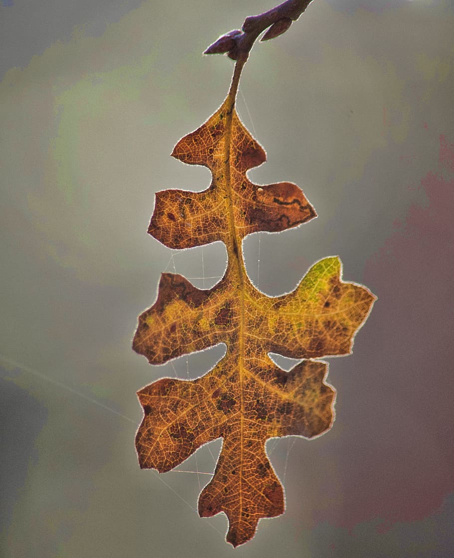 macrofotografia, asciutto, foglia, autunno, macro, avvicinamento, nessuno, forma, in casa, cibo e bevande, parte vegetale, cibo, natura, Natale, girato in studio, forma a stella, natura morta, celebrazione, Marrone, pianta, arte e artigianato, vacanza, tentazione, 4K