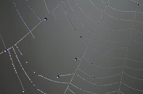 ragnatela, Morgentau, goccia di rugiada, web, natura, perline, avvicinamento, ragnatele, macro, far cadere, fragilità, vulnerabilità, nessuno, bagnato, acqua, ragno, modello, bellezza nella natura, concentrarsi sulle conoscenze acquisite, temi animali, all'aperto, animale, complicazione, connessione, sfondi, complessità, rugiada, 4K, CC0, dominio pubblico, privo di copyright