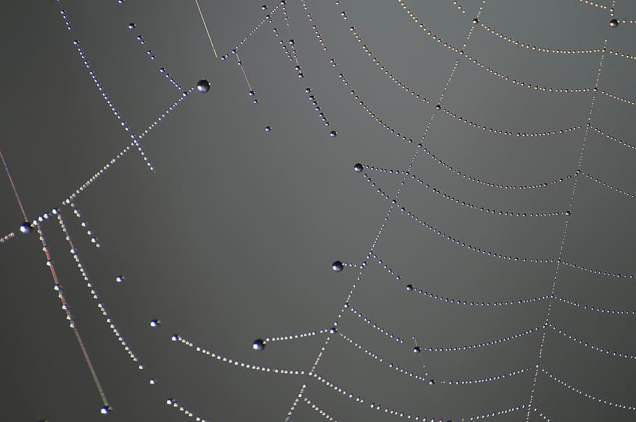 ragnatela, Morgentau, goccia di rugiada, web, natura, perline, avvicinamento, ragnatele, macro, far cadere, fragilità, vulnerabilità, nessuno, bagnato, acqua, ragno, modello, bellezza nella natura, concentrarsi sulle conoscenze acquisite, temi animali, all'aperto, animale, complicazione, connessione, sfondi, complessità, rugiada, 4K